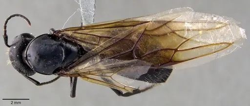 Camponotus vagus specimen
