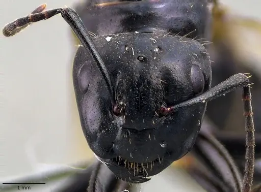 Camponotus vagus specimen