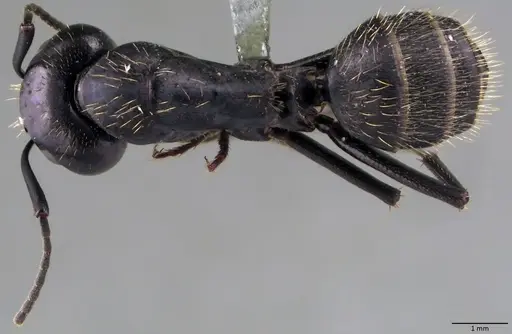 Camponotus vagus - ANTWEB1060047