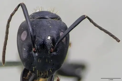 Camponotus vagus - ANTWEB1060047