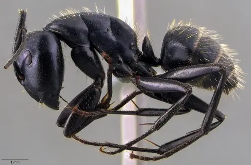 Camponotus vagus - ANTWEB1060047