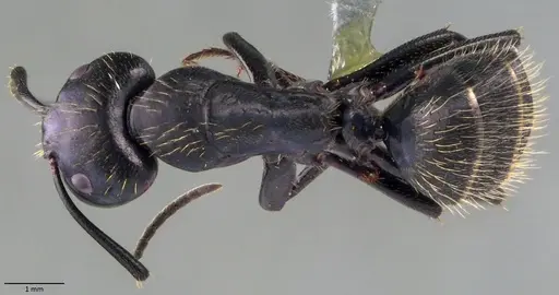Camponotus vagus - ANTWEB1060048
