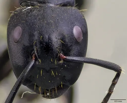 Camponotus vagus - ANTWEB1060048