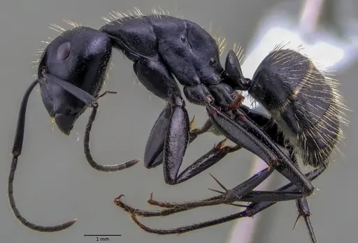 Camponotus vagus - ANTWEB1060048