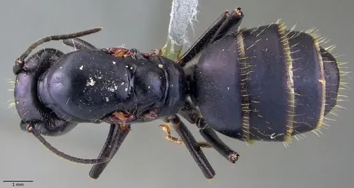 Camponotus vagus - ANTWEB1060049