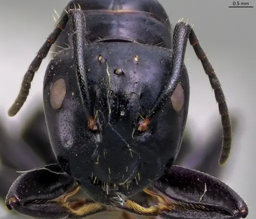 Camponotus vagus - ANTWEB1060049
