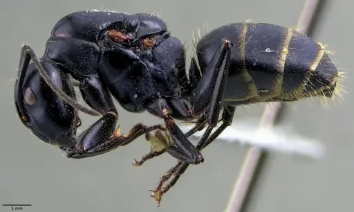 Camponotus vagus - ANTWEB1060049