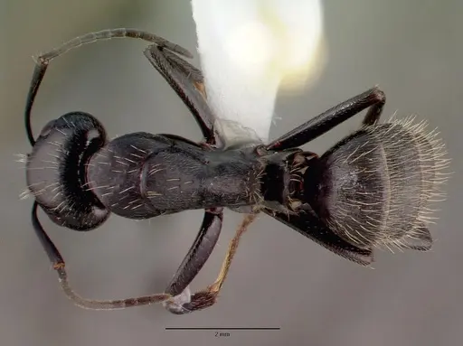 Camponotus vagus - CASENT0008640