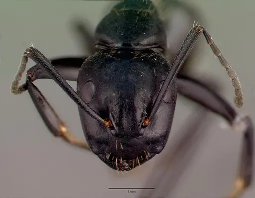 Camponotus vagus - CASENT0008640