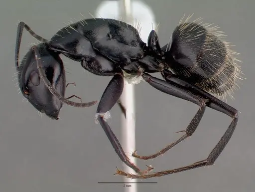 Camponotus vagus - CASENT0008640