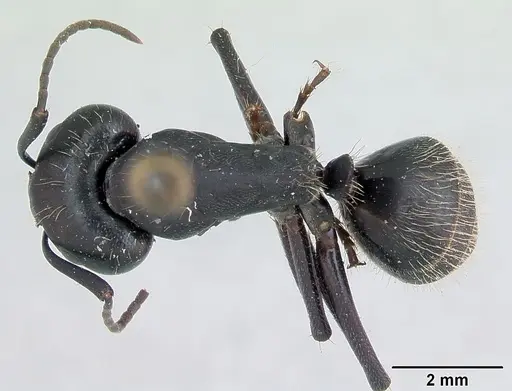 Camponotus vagus - CASENT0103335
