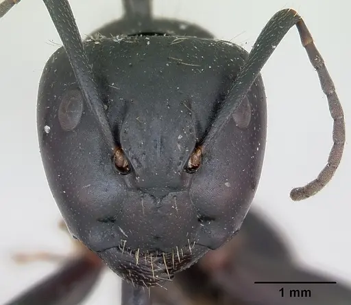 Camponotus vagus - CASENT0103335
