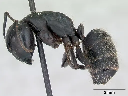 Camponotus vagus - CASENT0103335