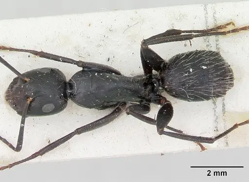 Camponotus vagus - CASENT0103337