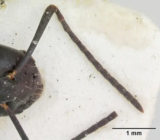 Camponotus vagus - CASENT0103337