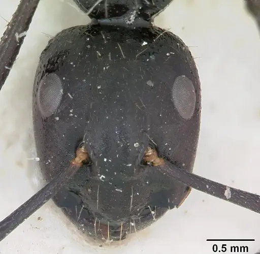 Camponotus vagus - CASENT0103337
