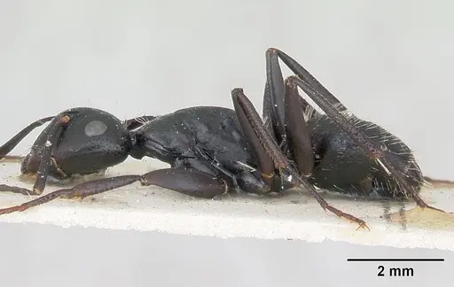 Camponotus vagus - CASENT0103337