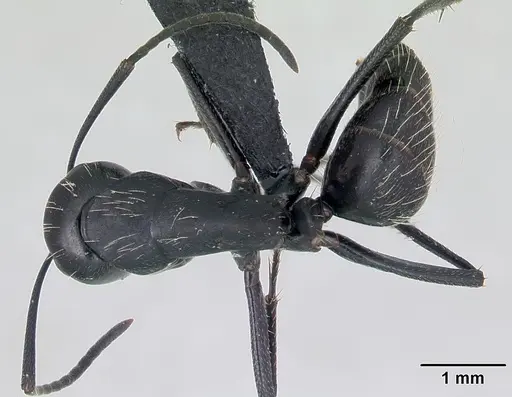 Camponotus vagus - CASENT0173860