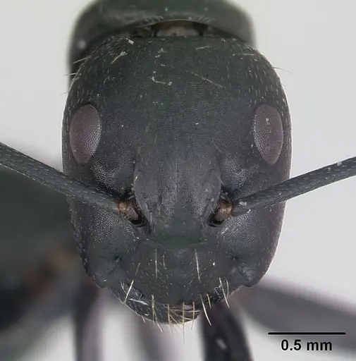 Camponotus vagus - CASENT0173860