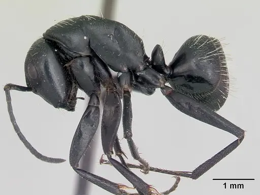 Camponotus vagus - CASENT0173860