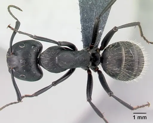 Camponotus vagus - CASENT0179913