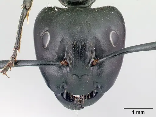Camponotus vagus - CASENT0179913