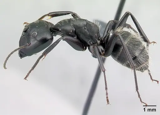 Camponotus vagus - CASENT0179913