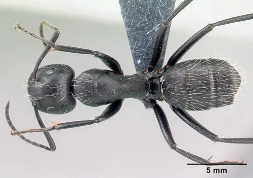 Camponotus vagus - CASENT0179914