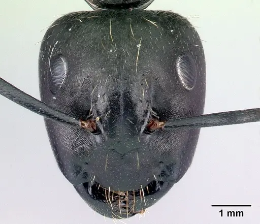 Camponotus vagus - CASENT0179914