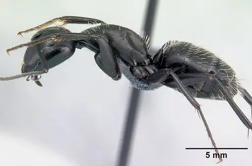 Camponotus vagus - CASENT0179914
