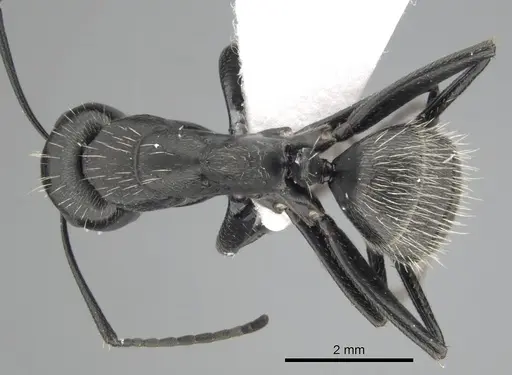 Camponotus vagus - CASENT0249420