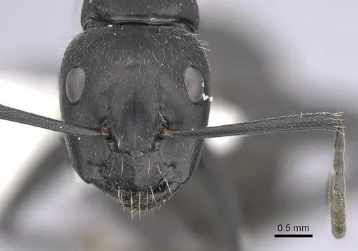 Camponotus vagus - CASENT0249420