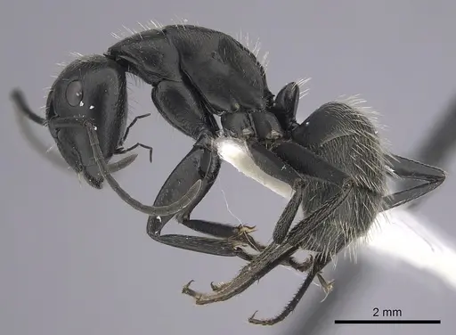 Camponotus vagus - CASENT0249420