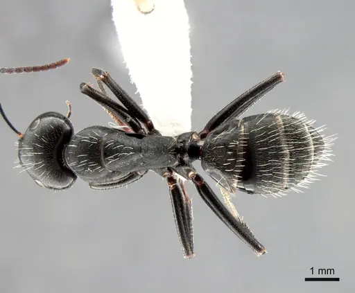 Camponotus vagus - CASENT0882002