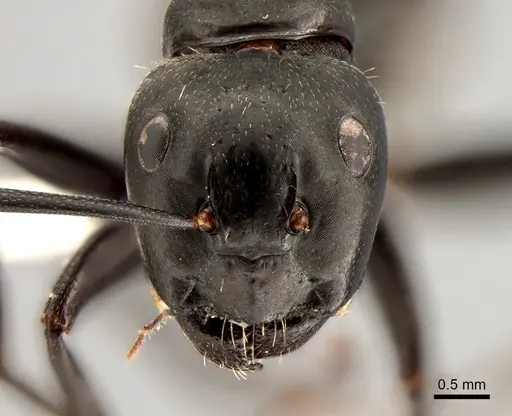 Camponotus vagus - CASENT0882002
