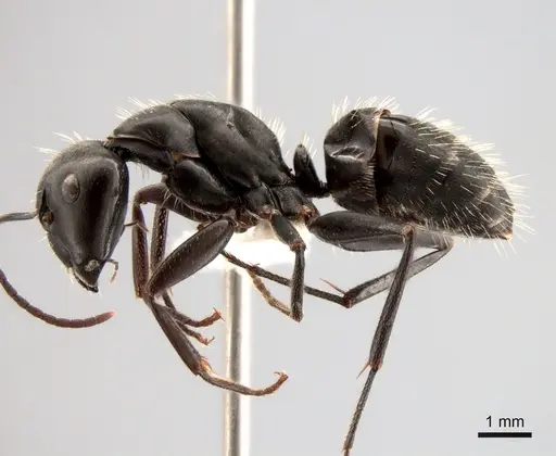 Camponotus vagus - CASENT0882002