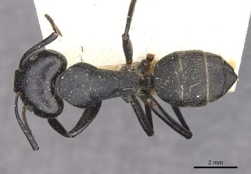 Camponotus vagus - CASENT0909957
