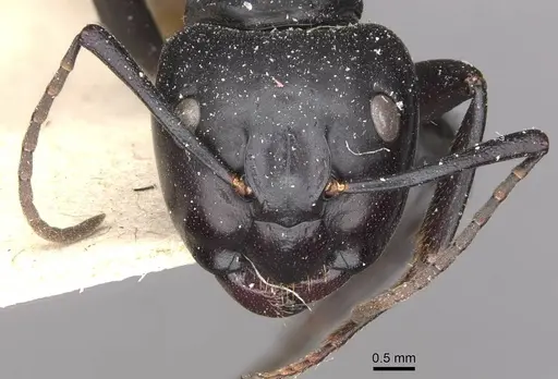 Camponotus vagus - CASENT0909957