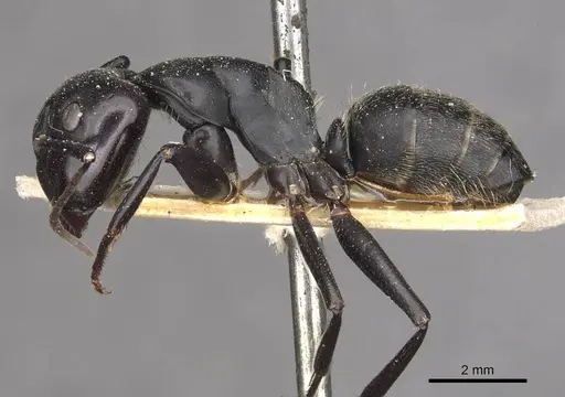 Camponotus vagus - CASENT0909957