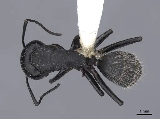 Camponotus vagus - FMNHINS0000045946