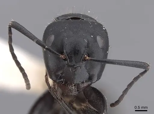 Camponotus vagus - FMNHINS0000045946