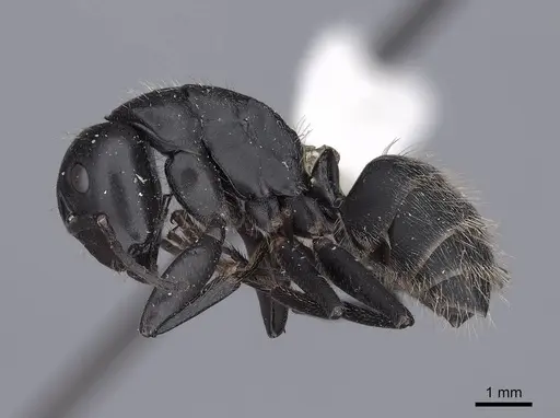 Camponotus vagus - FMNHINS0000045946