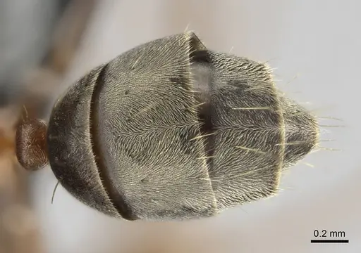 Camponotus valdeziae specimen