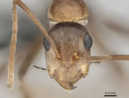 Camponotus valdeziae specimen
