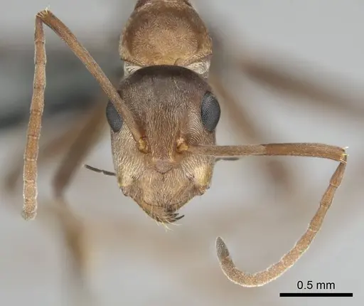 Camponotus valdeziae - CASENT0252707