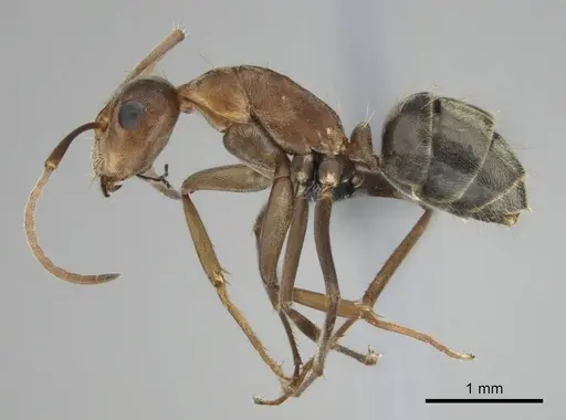 Camponotus valdeziae - CASENT0252707