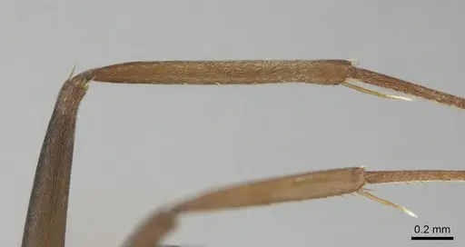 Camponotus valdeziae - CASENT0252707