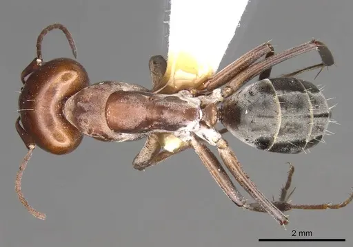 Camponotus valdeziae - CASENT0906894