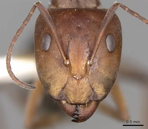 Camponotus valdeziae - CASENT0906894