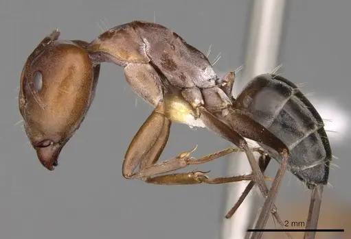 Camponotus valdeziae - CASENT0906894